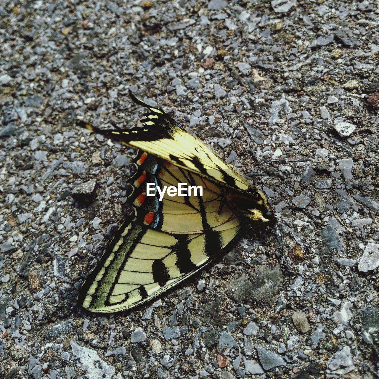 CLOSE-UP OF INSECT ON LEAF