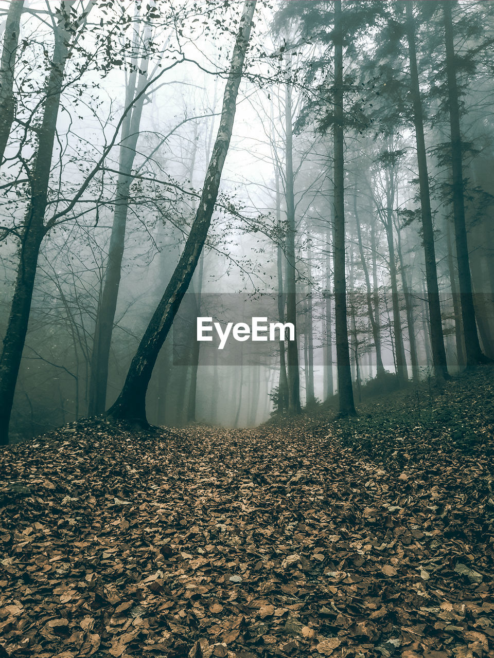 Trees in forest during foggy weather