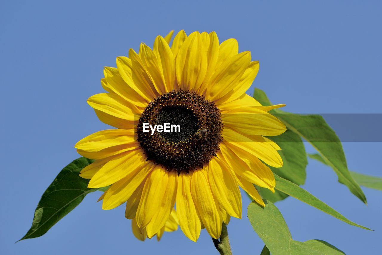 CLOSE-UP OF YELLOW SUNFLOWER AGAINST BLUE SKY