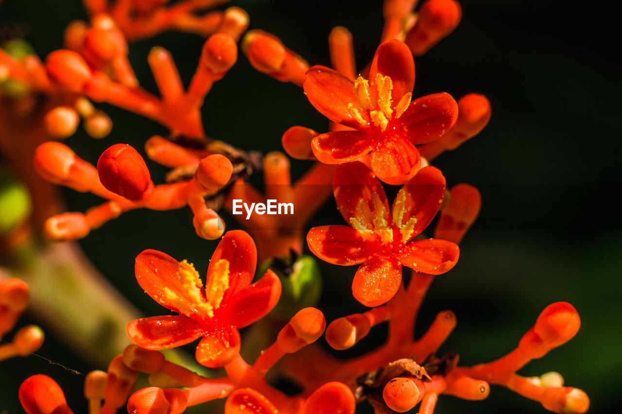 CLOSE-UP OF ORANGE FLOWERS