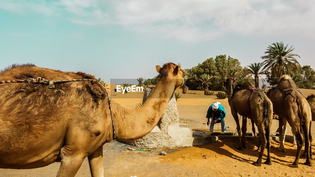 VIEW OF HORSE IN DESERT