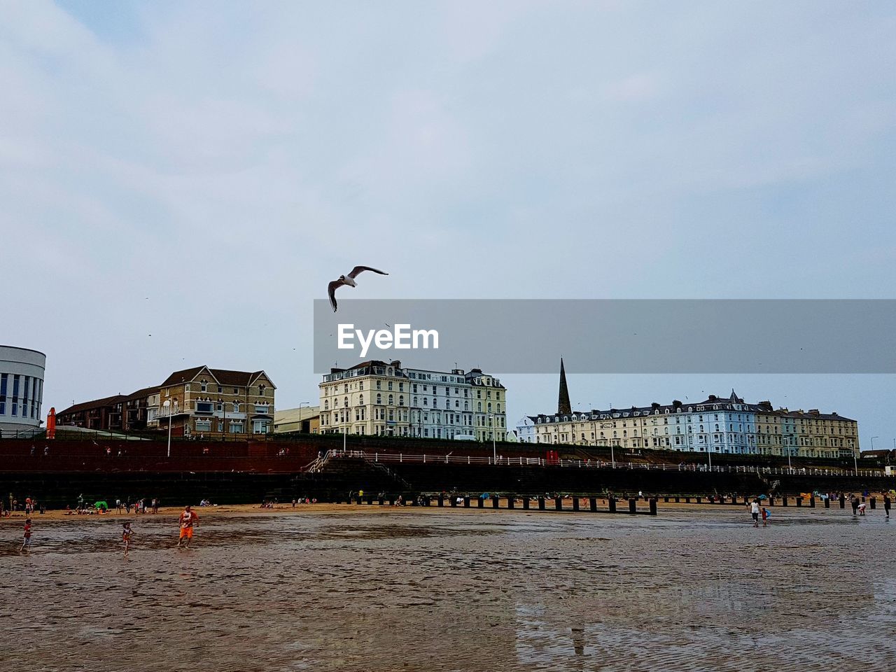 Bird flying over beach by buildings against sky