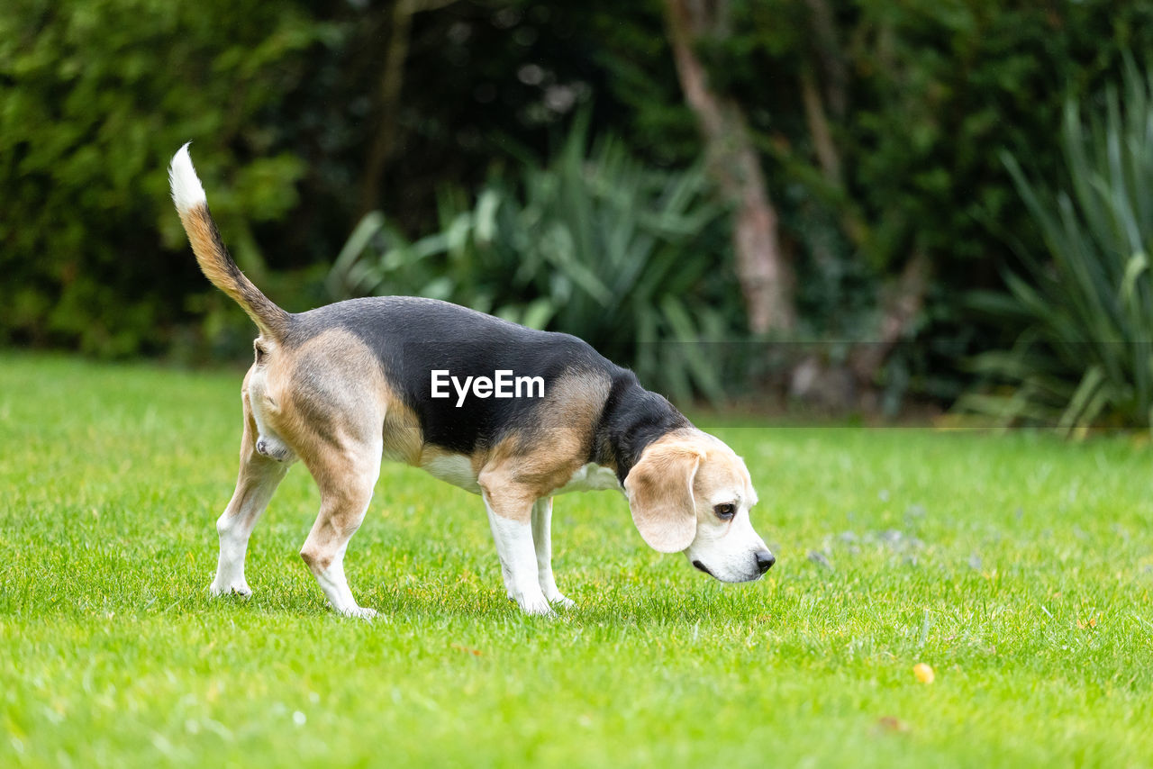 View of dog on field