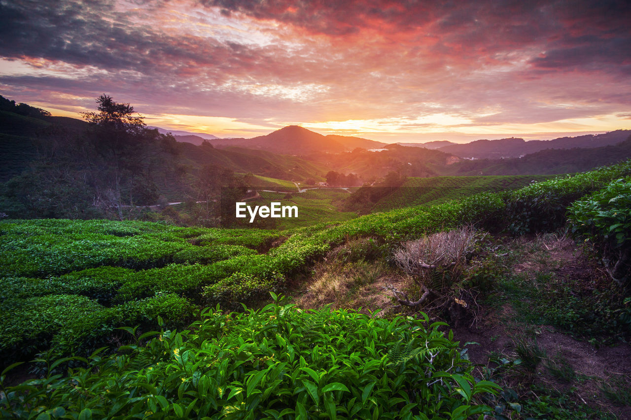 SCENIC VIEW OF AGRICULTURAL FIELD AGAINST SKY AT SUNSET