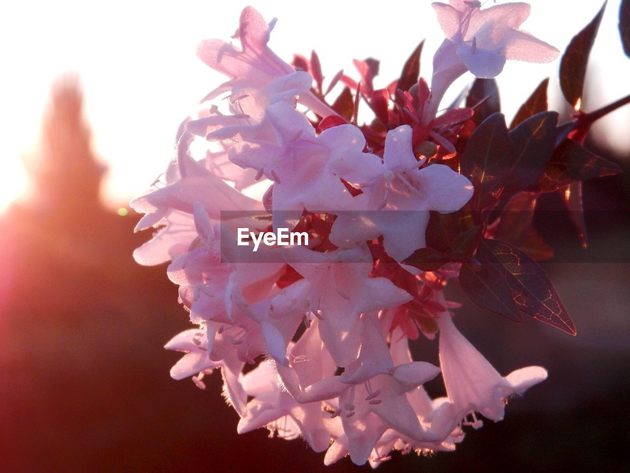 CLOSE-UP OF PINK FLOWERS