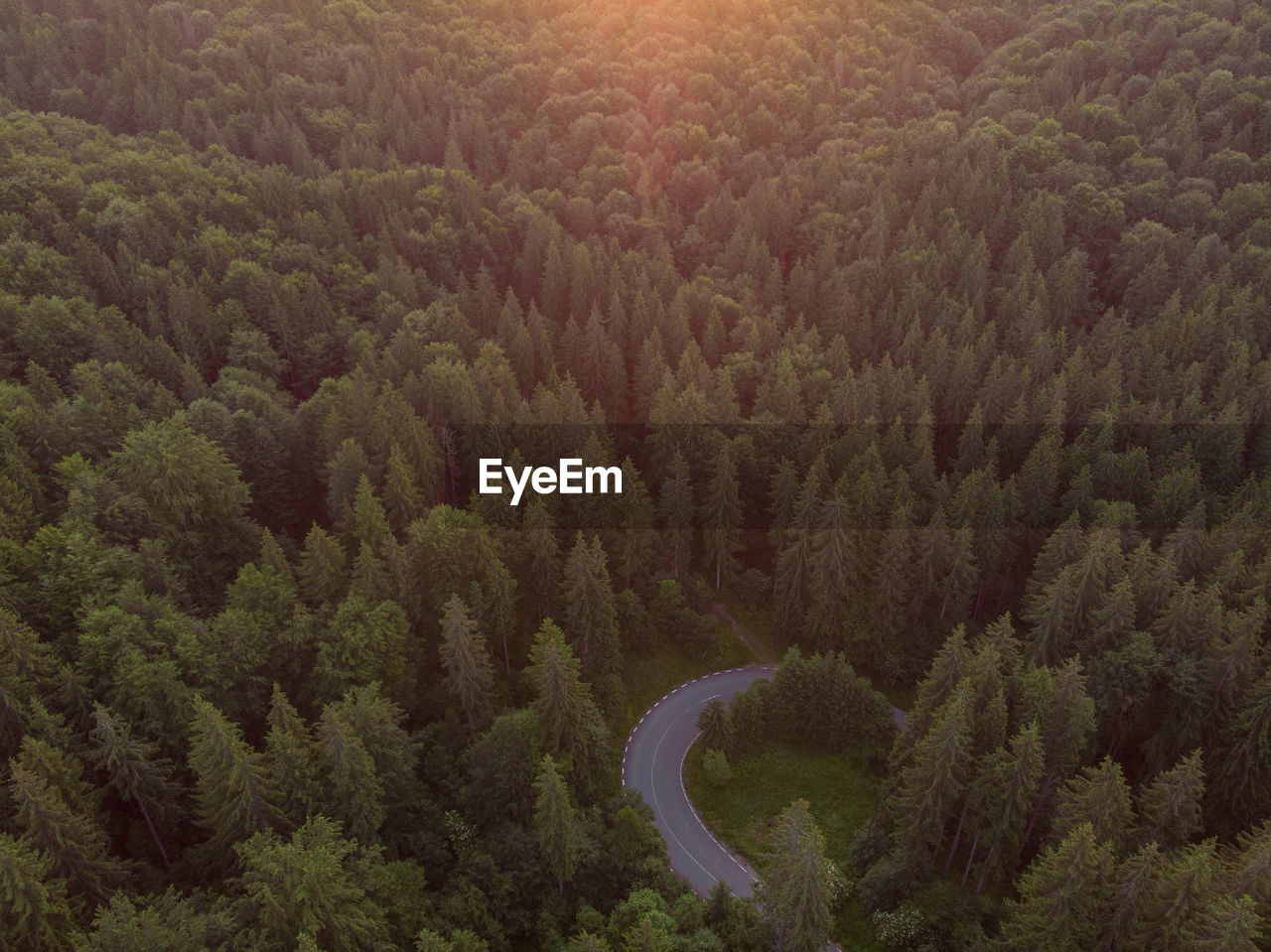 HIGH ANGLE VIEW OF PINE TREES ON LANDSCAPE