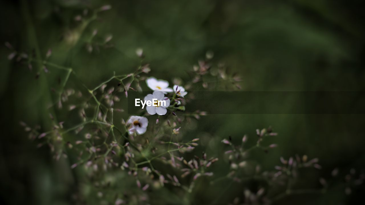 Close-up of white flowering plant