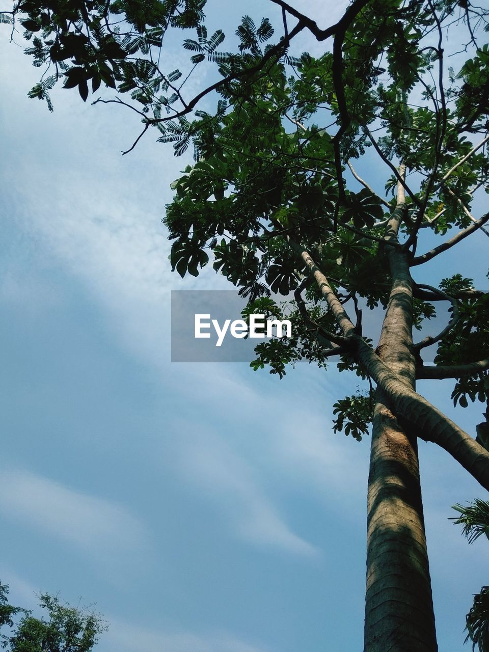 LOW ANGLE VIEW OF TREES AGAINST BLUE SKY