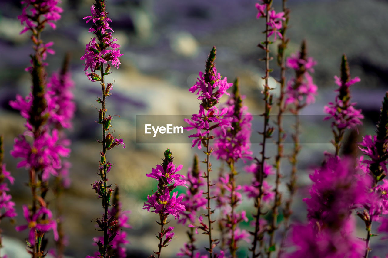 Close-up of pink flowering plants