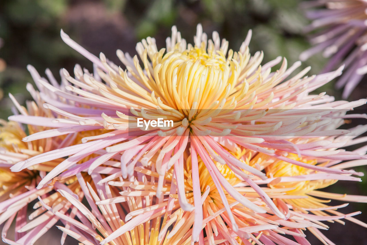 Close-up of yellow flower