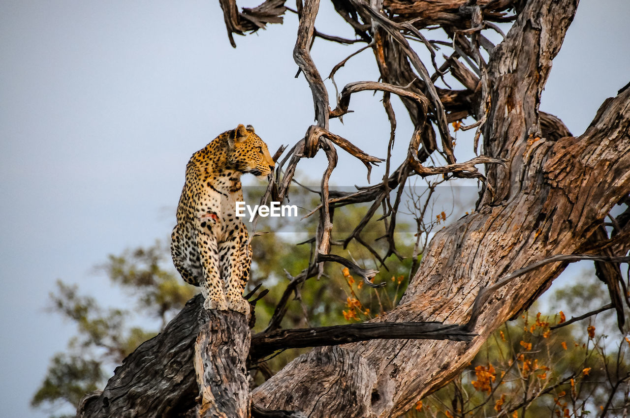 Leopard on tree against sky