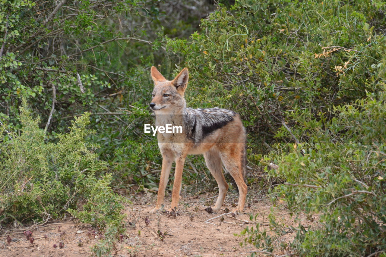 Fox standing in forest