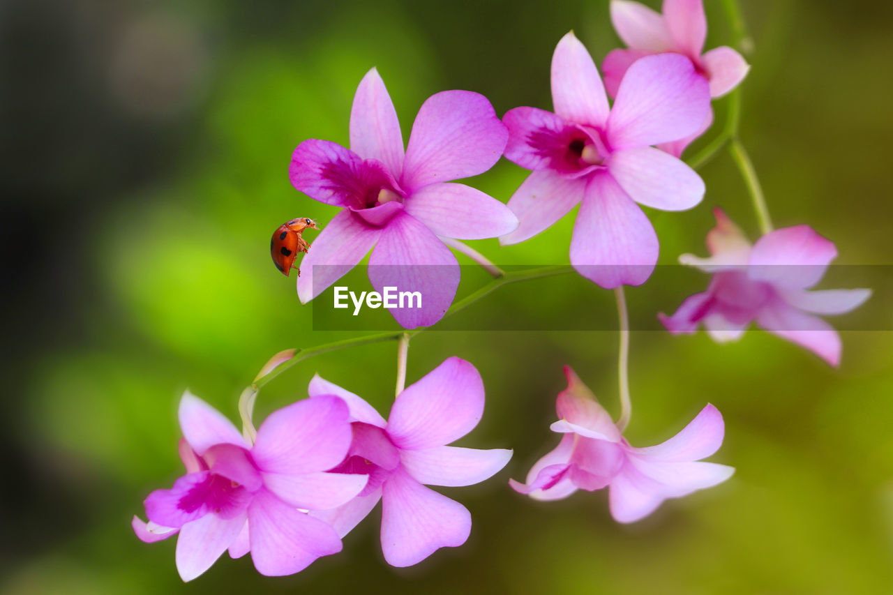 CLOSE-UP OF INSECT ON PINK FLOWERING