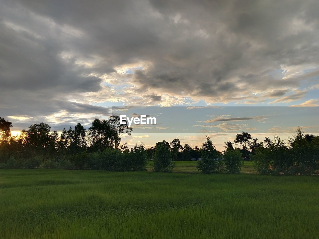 SCENIC VIEW OF TREES ON FIELD AGAINST SKY