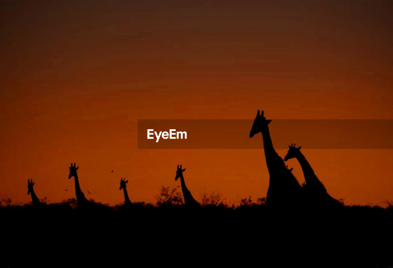 Silhouette giraffes on field against sky during sunset