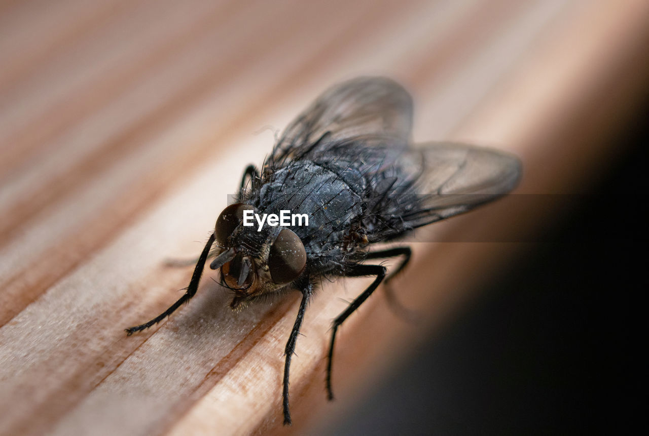 Close-up of fly on wood