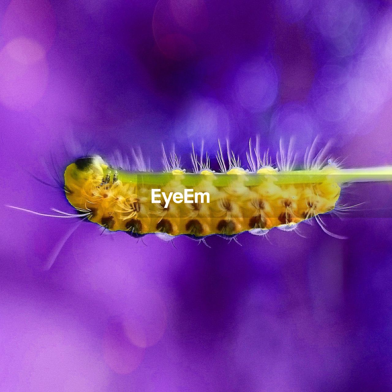 CLOSE-UP OF CATERPILLAR ON PURPLE FLOWER