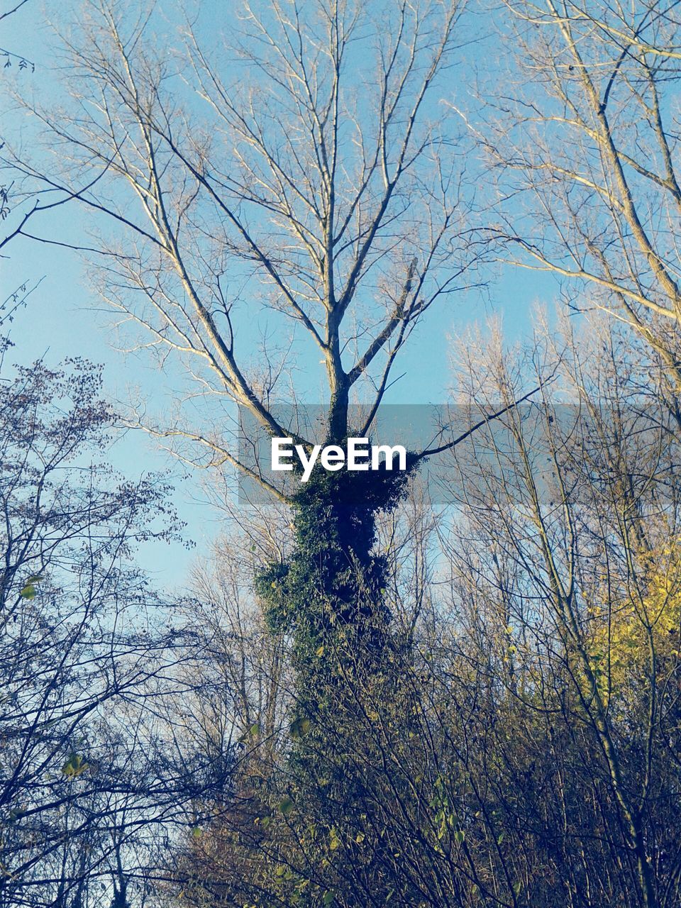 LOW ANGLE VIEW OF BARE TREES AGAINST SKY