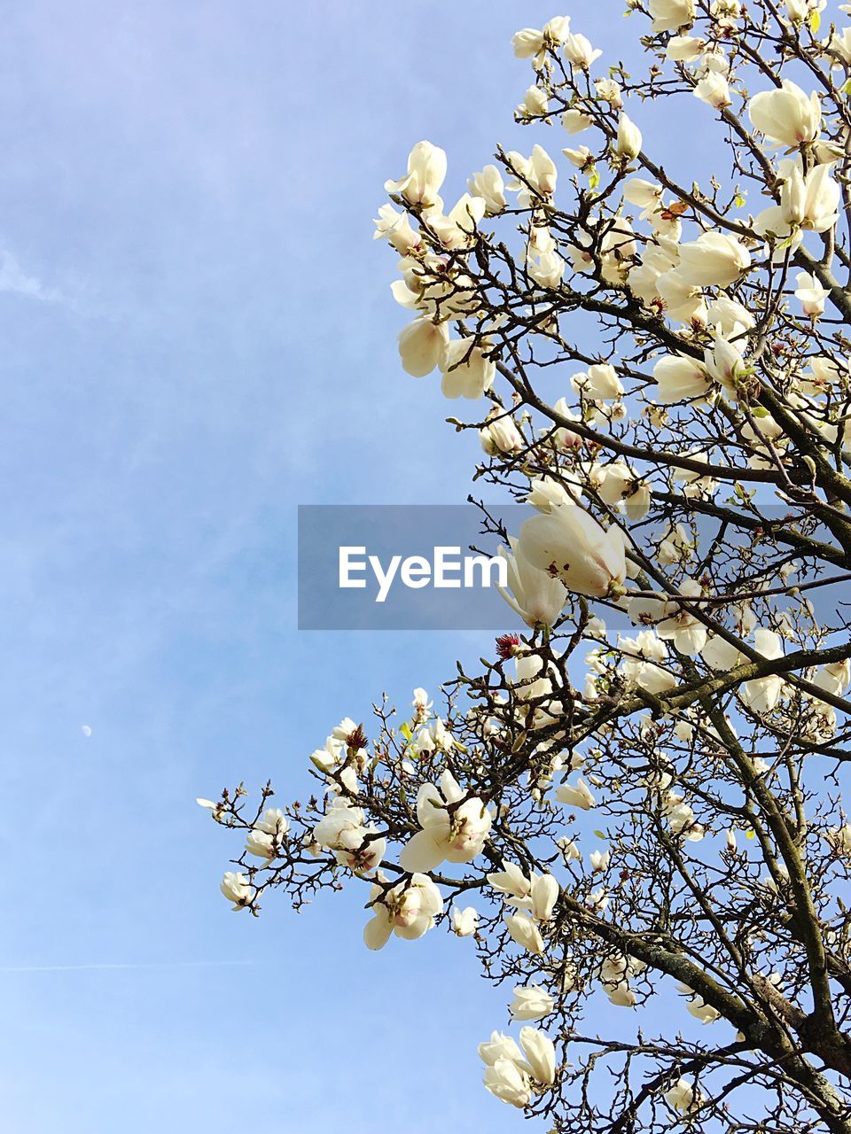 LOW ANGLE VIEW OF MAGNOLIA BLOSSOMS IN SPRING