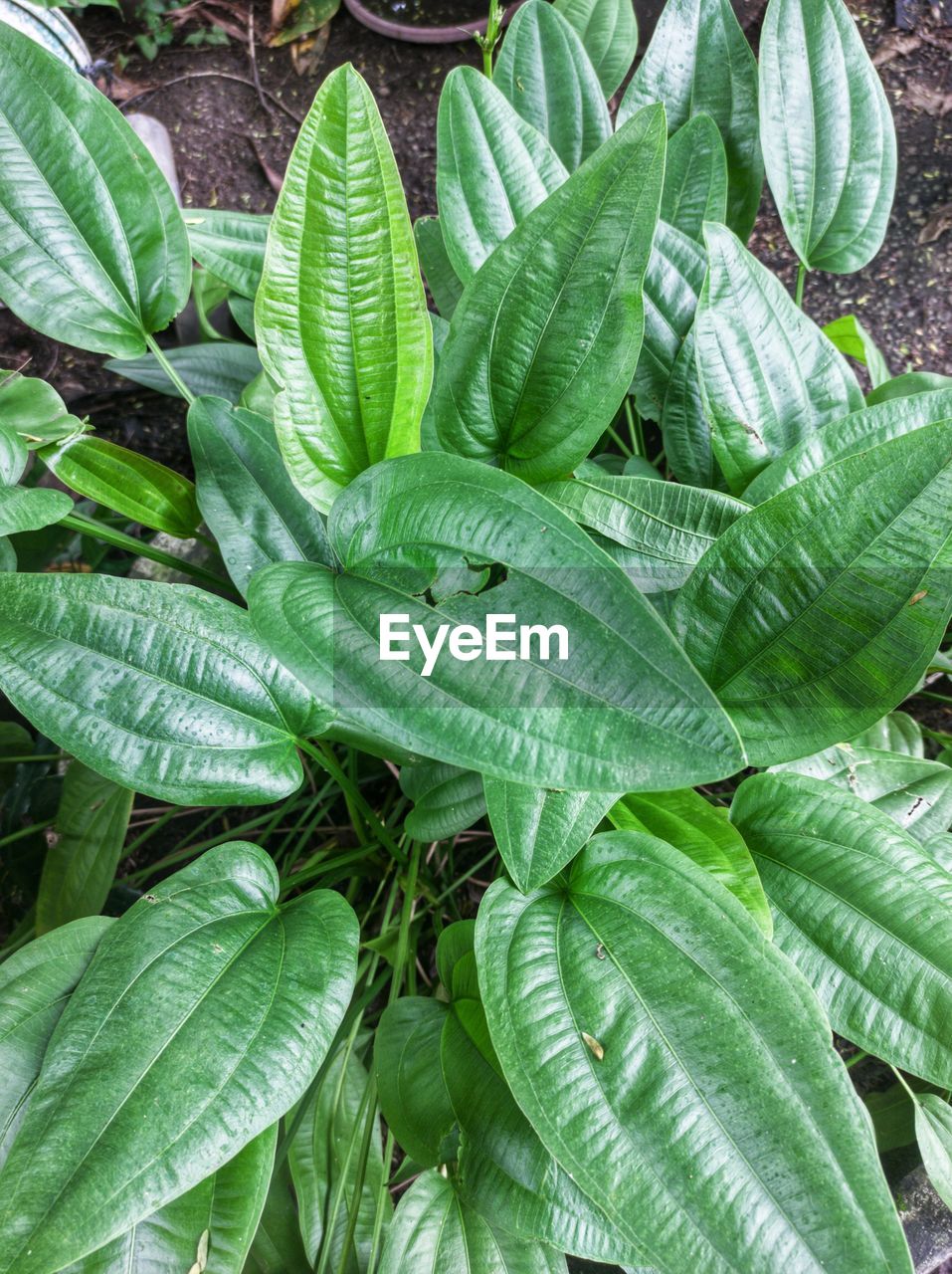 leaf, plant part, green, growth, plant, nature, flower, beauty in nature, no people, day, freshness, close-up, outdoors, full frame, high angle view, backgrounds, produce, leaf vein, botany, food and drink, herb, land, food