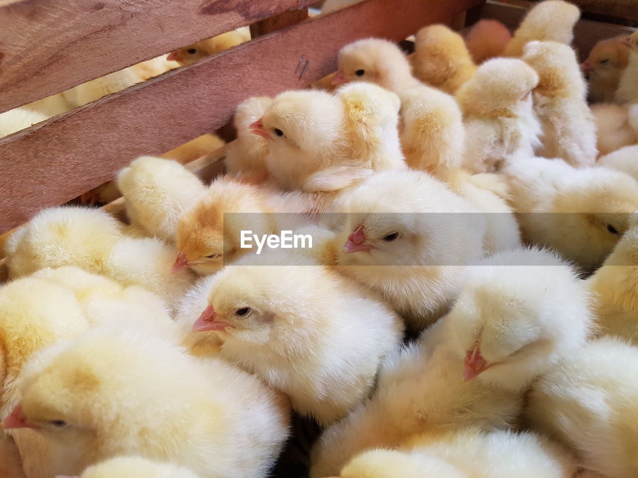 Close-up of birds in nest