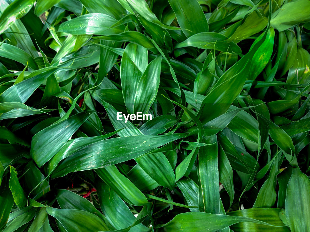 Full frame shot of green leaves