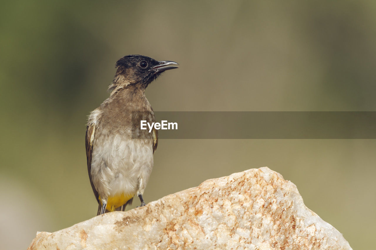 animal themes, bird, animal, animal wildlife, one animal, wildlife, perching, sunbeam, close-up, focus on foreground, beak, songbird, full length, rock, surface level, nature, pattern, side view, colored background, multi colored, portrait, sunny, copy space, beauty in nature, sitting, standing, no people, looking at camera, green background, branch, selective focus, sunlight, day, springtime, meadow, outdoor pursuit, tree, outdoors, insect, emergence, plain, black, grass, plant, tree trunk, environment, cut out, trunk, field, landscape, wood, winter, brown, wildflower, eating, activity, orange color, blackbird