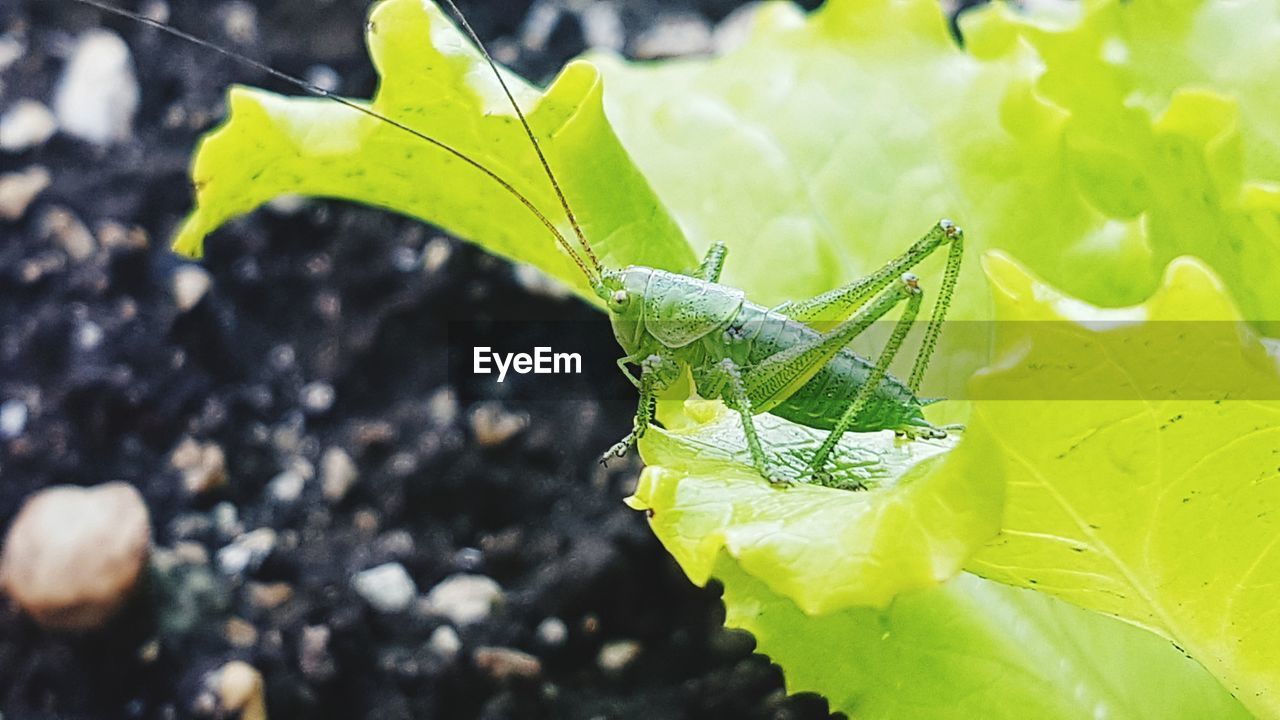 CLOSE-UP OF GRASSHOPPER