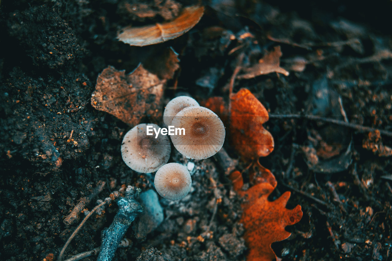 High angle view of mushrooms growing on land