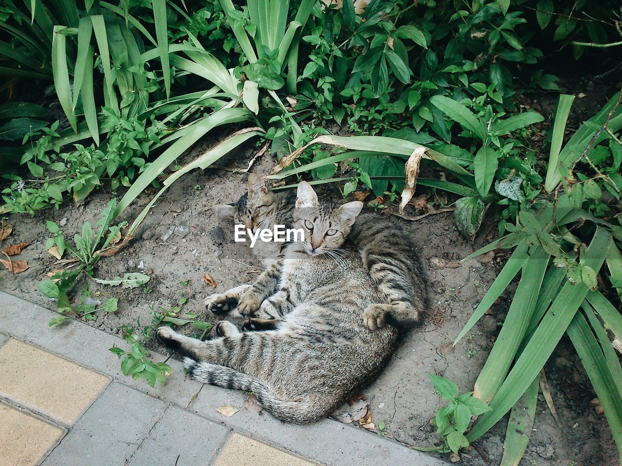 High angle view of cats relaxing by plants