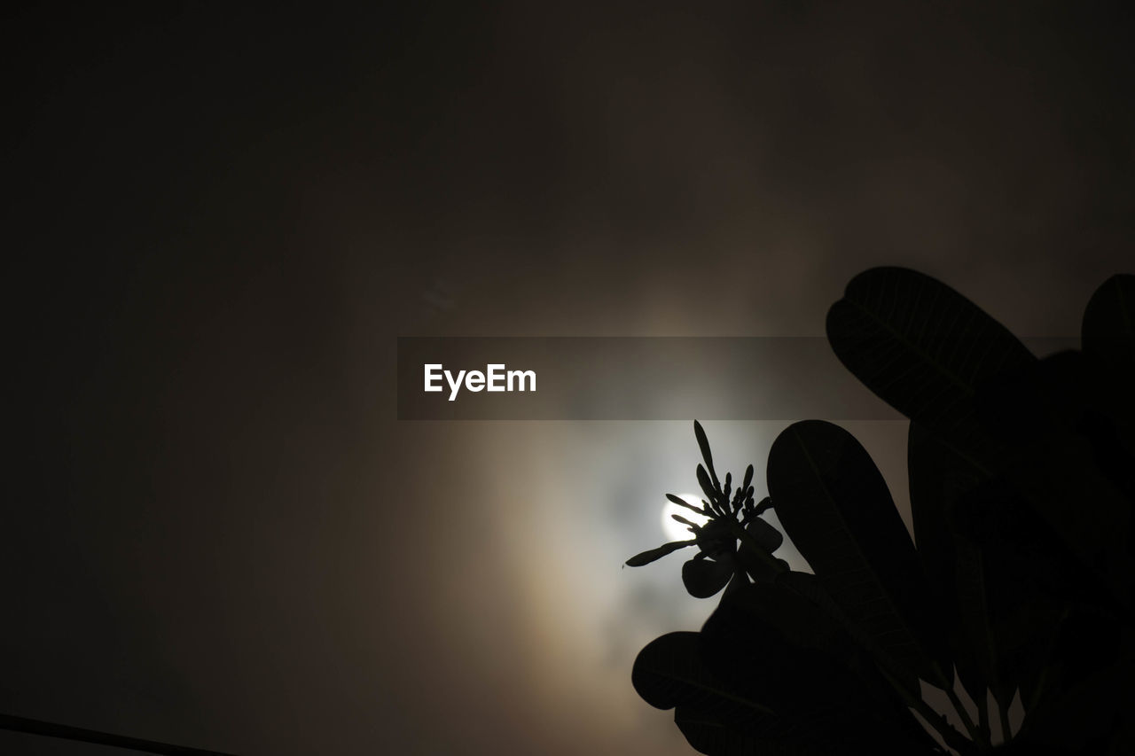 Low angle view of silhouette flowering plants against sky at night