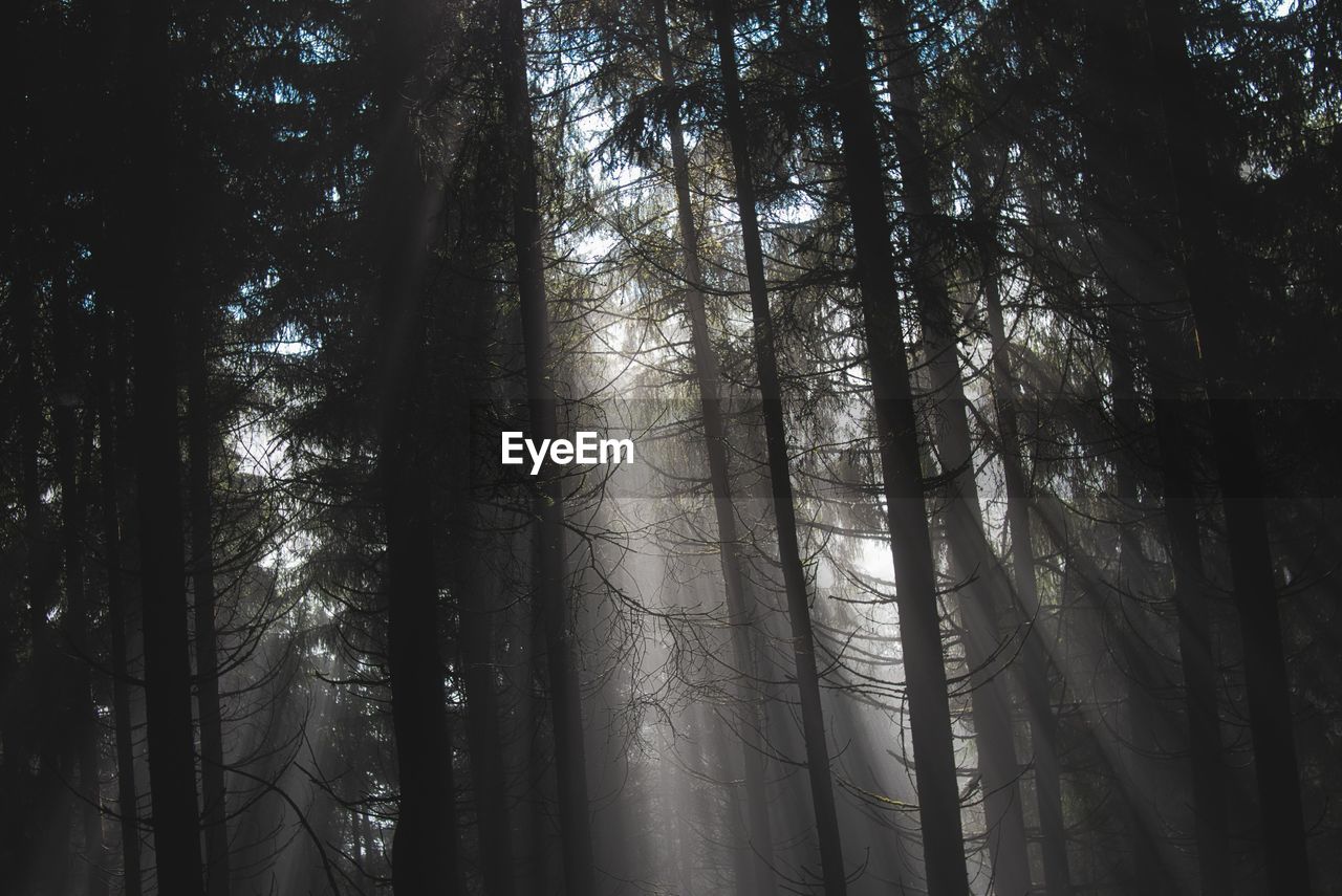 German forest in the morning with a little bit foggy low angle view of bamboo trees in forest