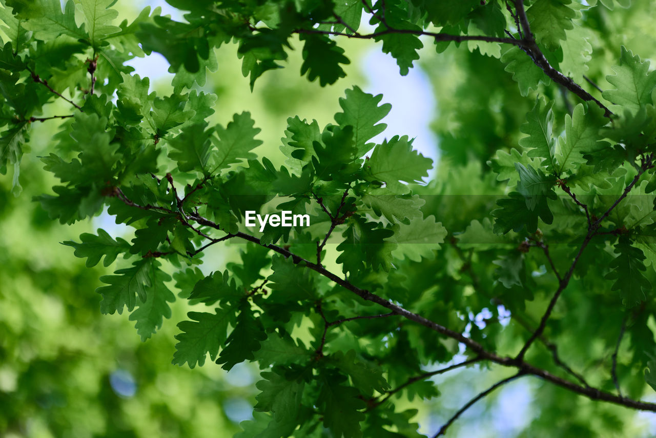 plant, tree, green, leaf, plant part, branch, nature, growth, beauty in nature, food and drink, no people, sunlight, flower, freshness, outdoors, food, sky, low angle view, healthy eating, produce, environment, day, land, backgrounds, summer, forest, fruit, lush foliage, foliage, maple