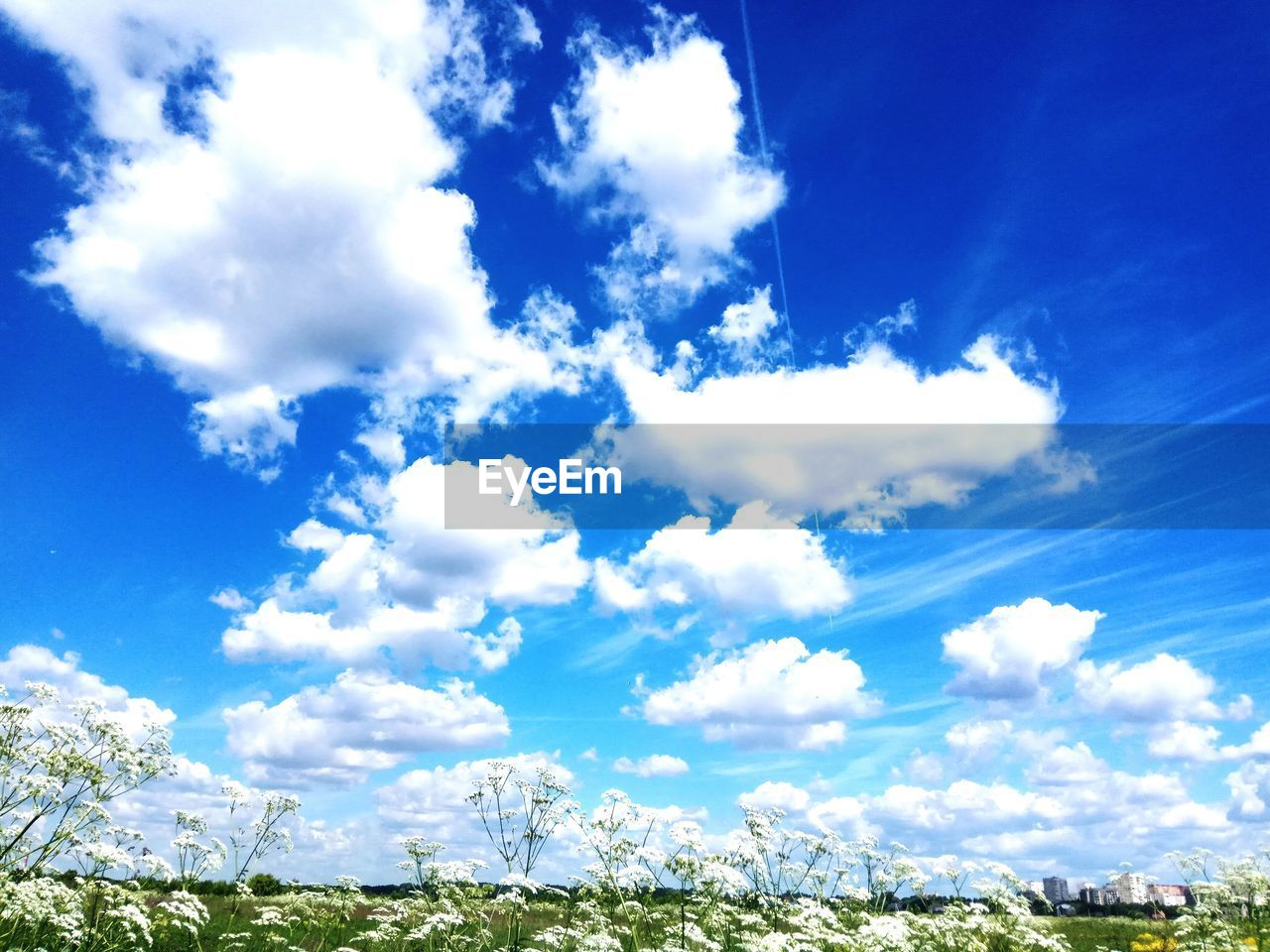 Low angle view of trees against blue sky