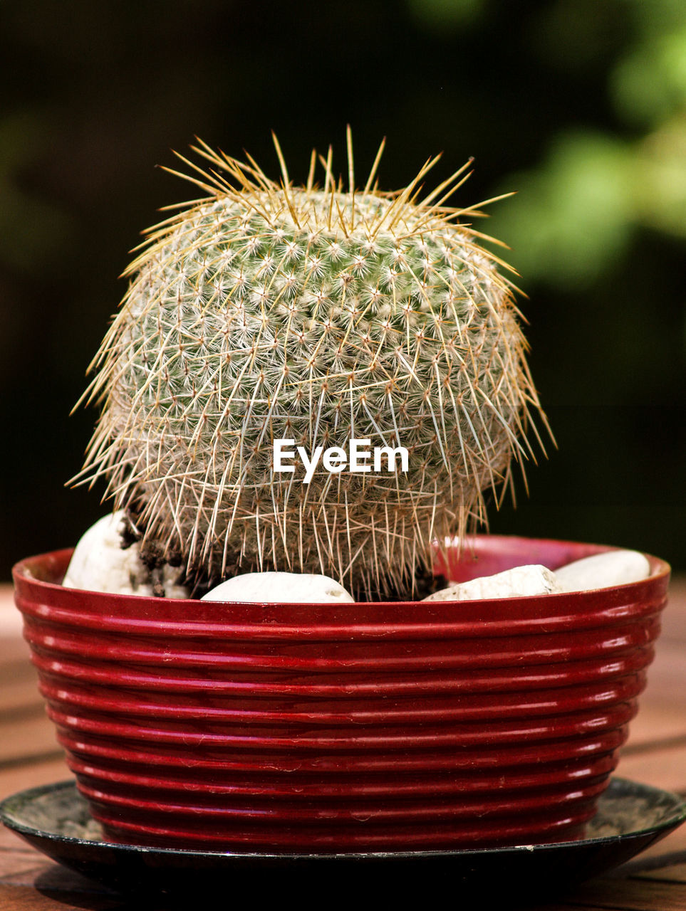 CLOSE-UP OF CACTUS FLOWER POT