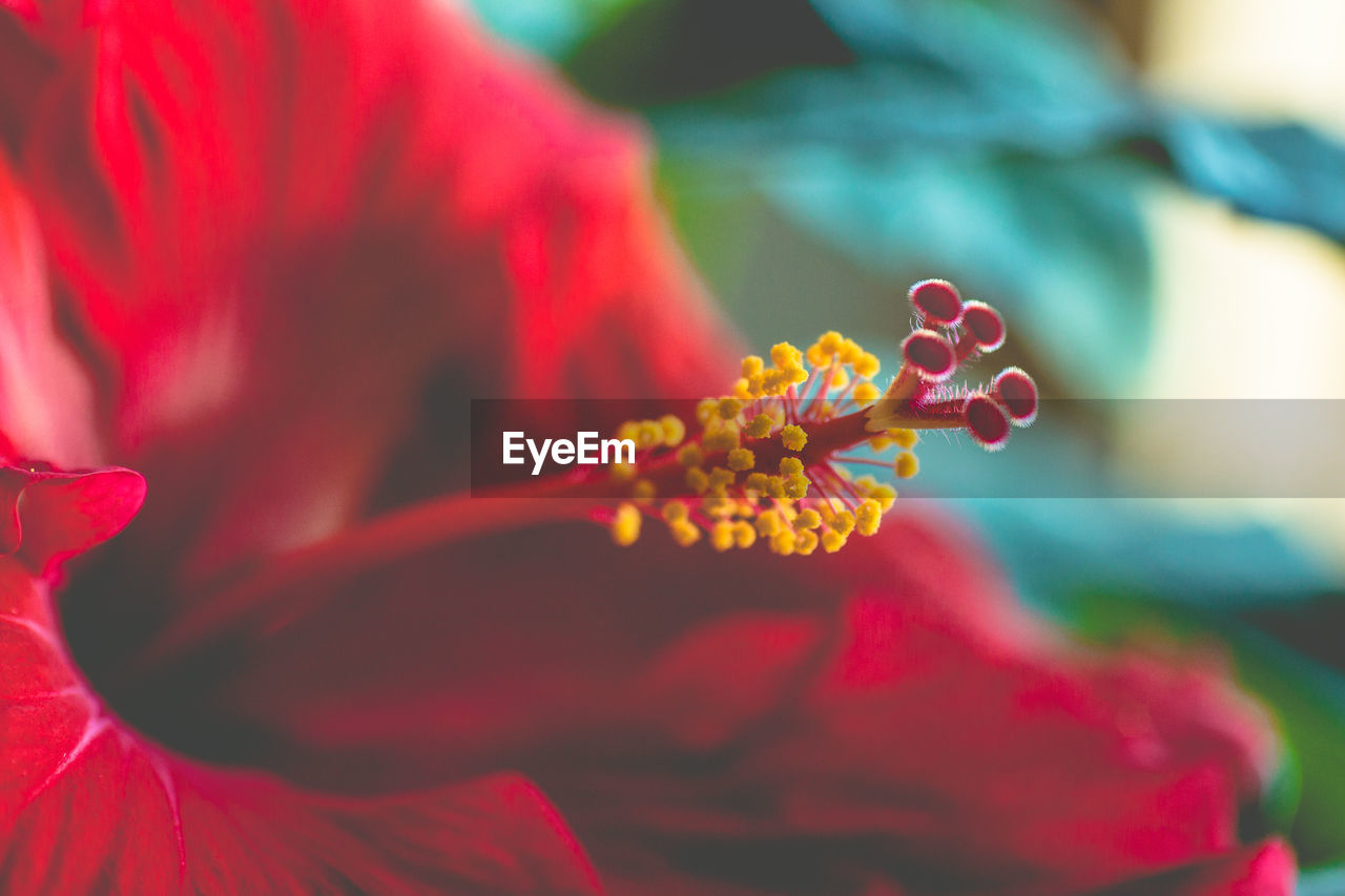 Close-up of red hibiscus growing outdoors