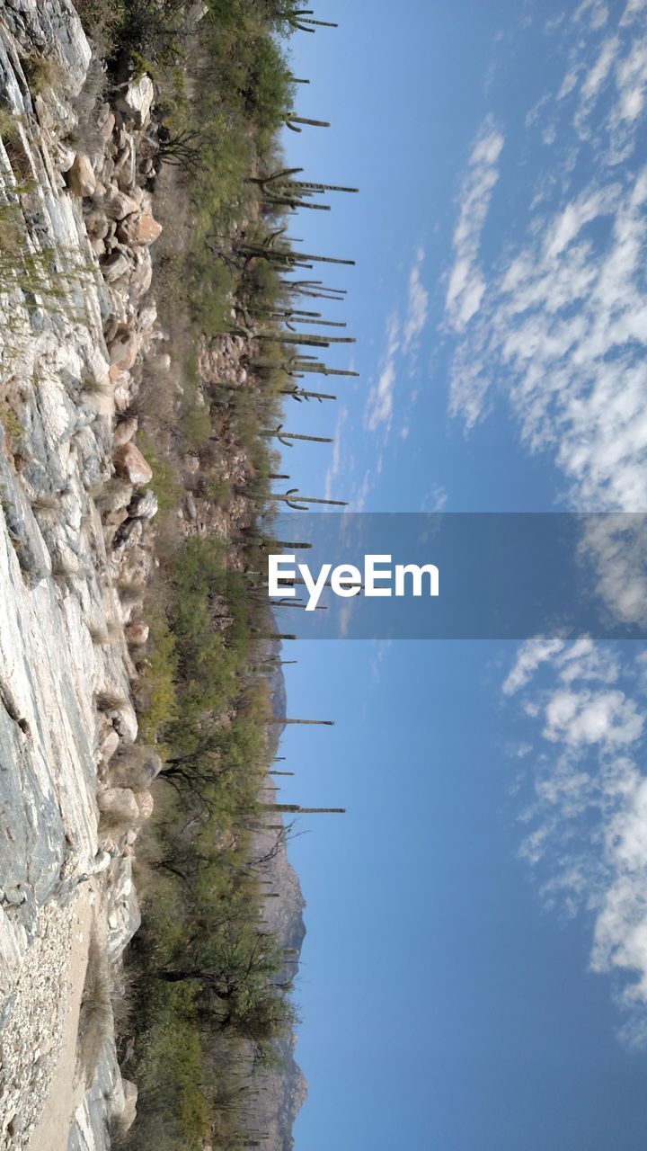 TREES GROWING ON LANDSCAPE AGAINST SKY