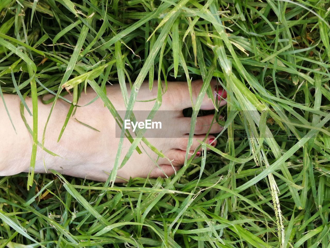 Low section of woman standing on grass in field