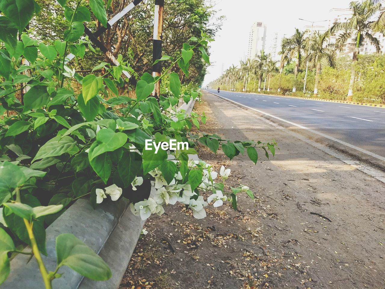 PLANTS AND TREES BY ROAD AGAINST SKY