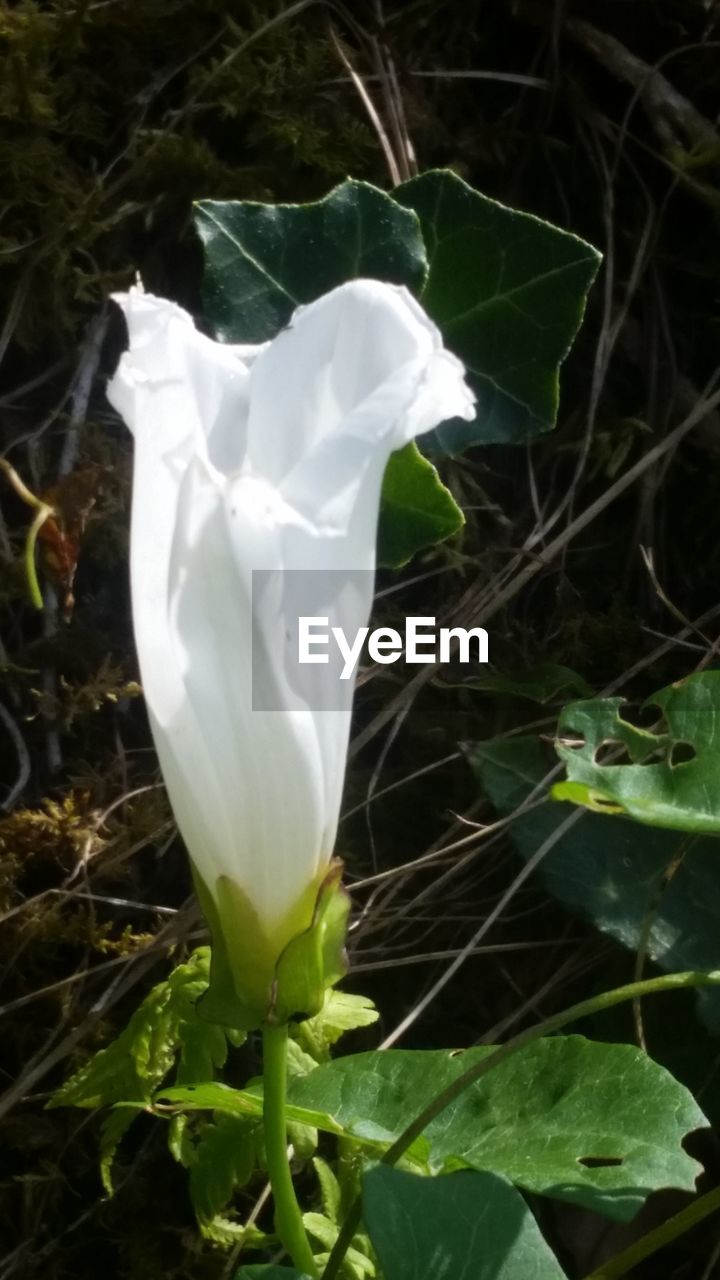 CLOSE-UP OF WHITE FLOWERING PLANT ON FIELD