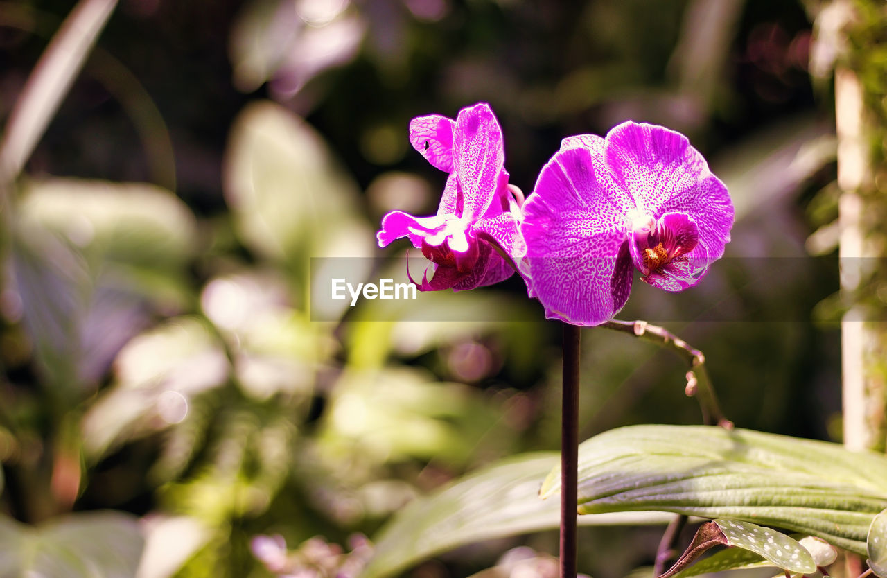 CLOSE-UP OF PINK FLOWER