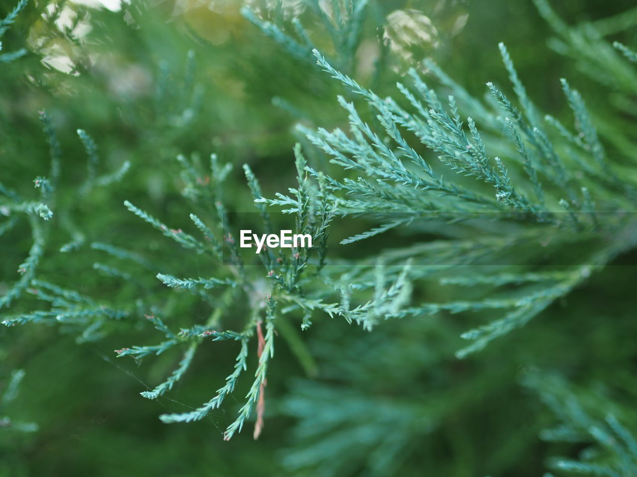 Close-up of wet plant leaves during winter