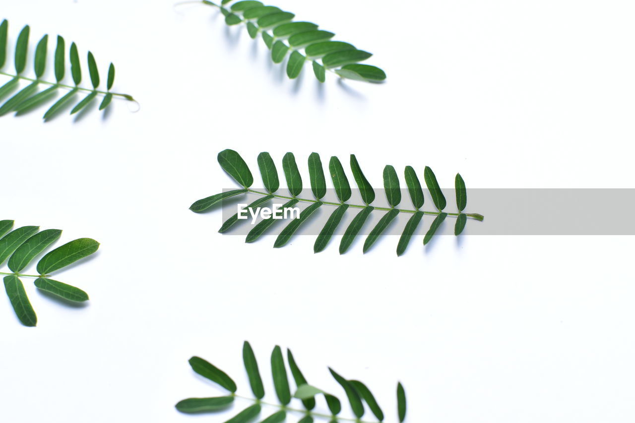 CLOSE-UP OF LEAVES AGAINST WHITE BACKGROUND