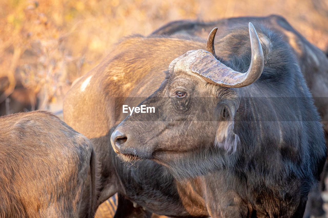 CLOSE-UP OF A ELEPHANT