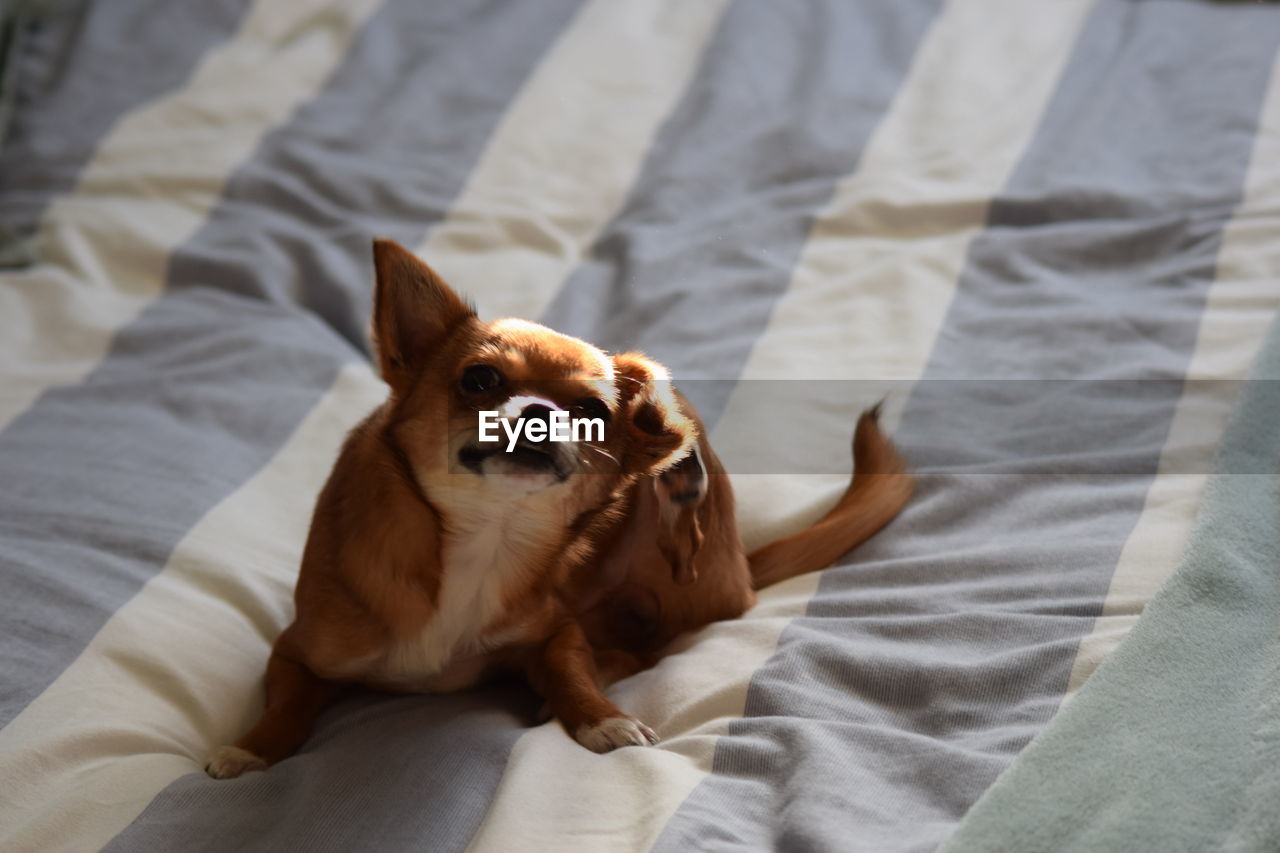 CLOSE-UP OF DOG RELAXING ON BED AT HOME