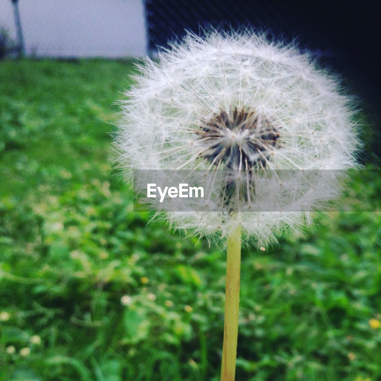 CLOSE-UP VIEW OF DANDELION