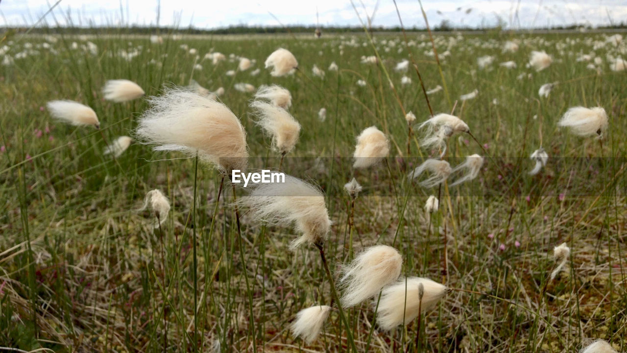 FLOCK OF SHEEP IN FIELD