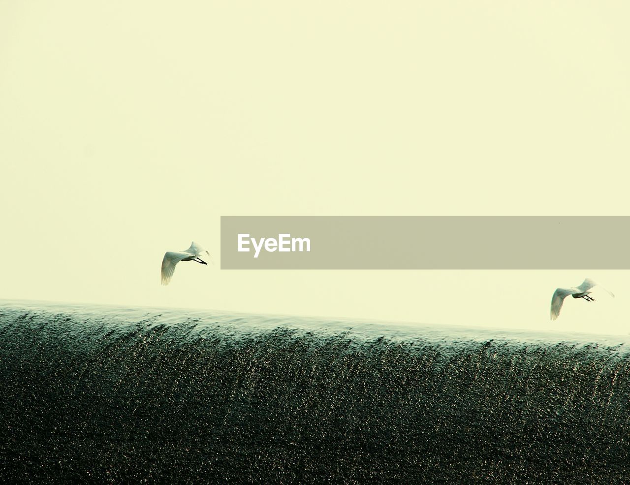 Birds flying over field against clear sky