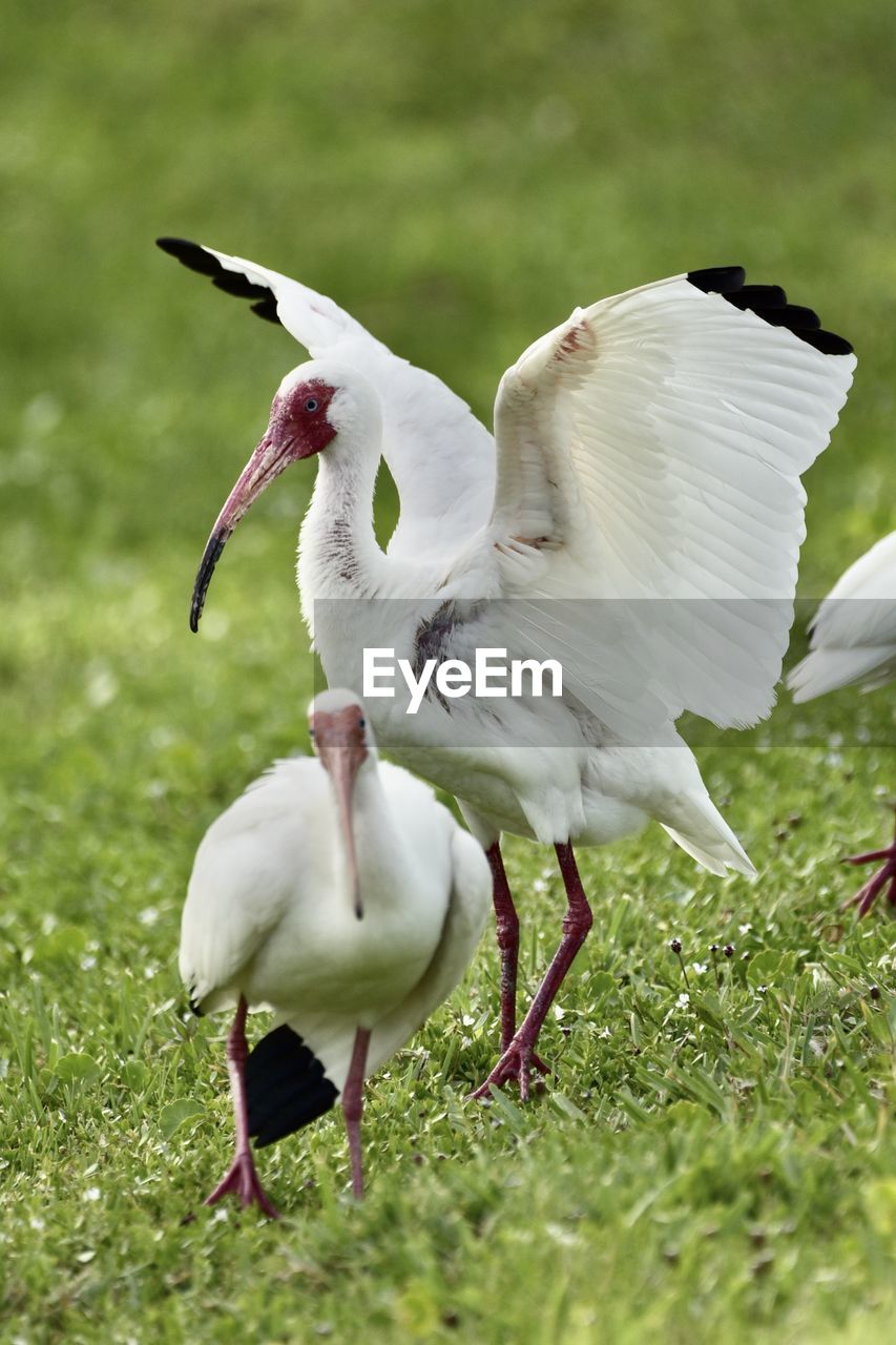 VIEW OF BIRDS ON GRASS