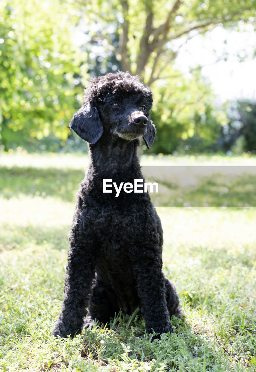 portrait of dog standing on field